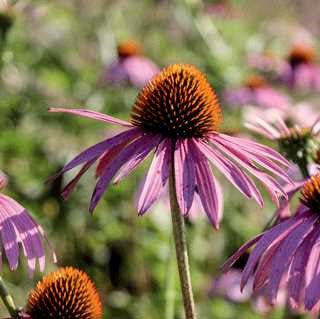 Coneflower Purpurea