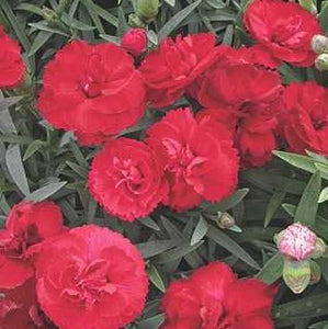 Dianthus Early Bird 'Radiance'
