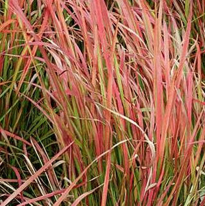 Japanese Blood Grass 'Red Baron'