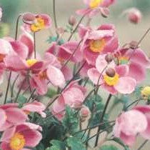 Anemone 'Robustissima'