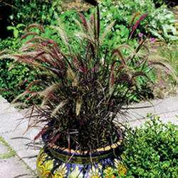Purple Fountain Grass 'Rubrum' 1G_M