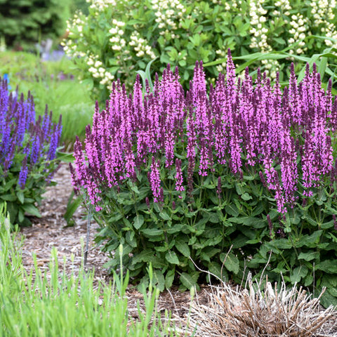 Salvia 'Pink Profusion'