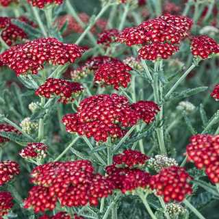 Yarrow 'Summer Sassy Sangria'