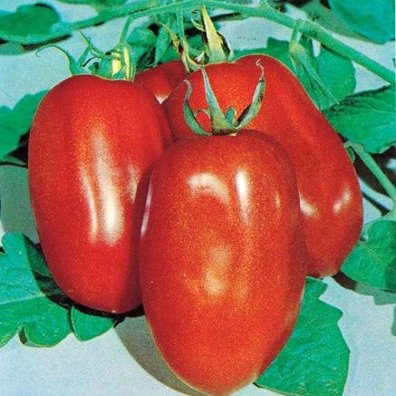 Tomato 'La Roma San Marzano'