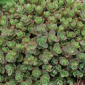 Sedum 'Lime Zinger'