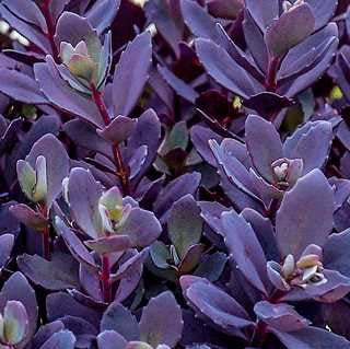 Sedum Sunsparkler 'Plum Dazzled'