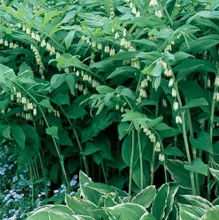 Solomon's Seal