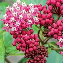 Milkweed 'Soulmate'