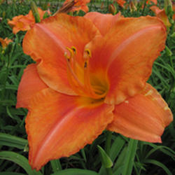 Daylily 'South Seas'