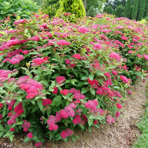 Spirea 'Double Play Doozie'