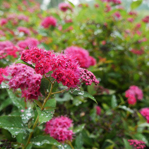 Spirea 'Double Play Doozie'