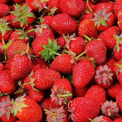 Strawberry 'Everbearing' - Organic