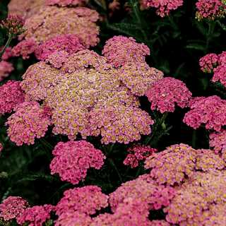 Yarrow 'Summer Sassy Taffy'