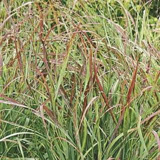 Switch Grass 'Shenandoah'