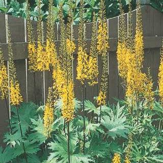 Ligularia 'The Rocket'