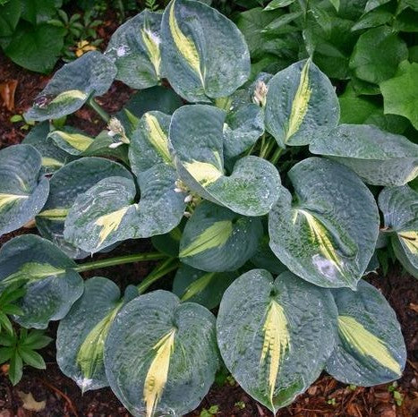 Hosta 'Thunderbolt'