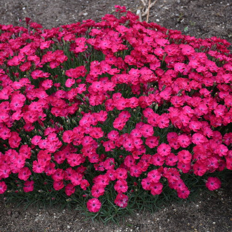 Dianthus 'Paint the Town Red'