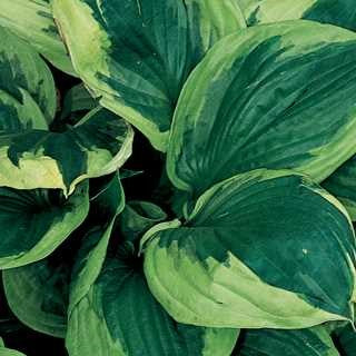 Hosta 'Twilight'