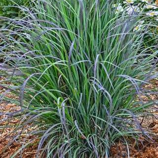 Little Bluestem 'Twilight Zone'