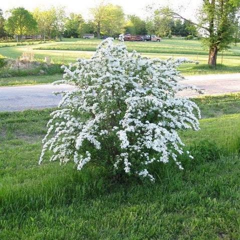 Spirea 'Vanhoutte Bridalwreath'