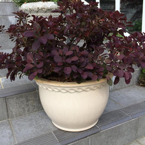 Smokebush 'Velveteeny'