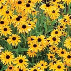 Rudbeckia 'Viette's Little Suzy'