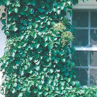 Climbing Hydrangea Vine