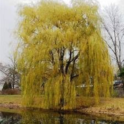 Weeping Willow 'Golden'