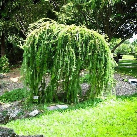 Weeping European Larch 'Pendula'