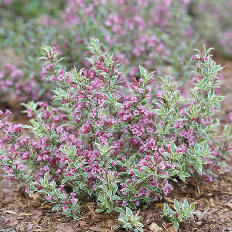 Weigela 'My Monet Purple Effect'