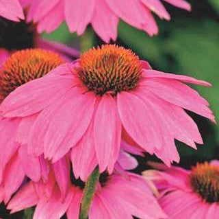 Native &amp; Nativar Plants