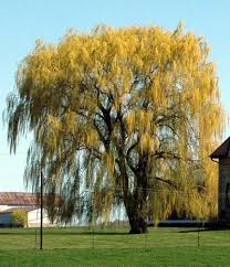 White Willow 'Tristis'
