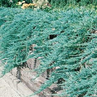 Juniper 'Blue Rug' 'Wiltonii'