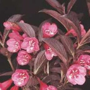 Weigela 'Wine & Roses'