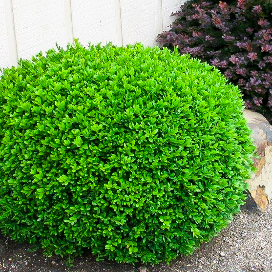 Boxwood 'Winter Gem' – Carp Garden Centre - West Ottawa