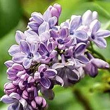 Lilac 'Wonder Blue'